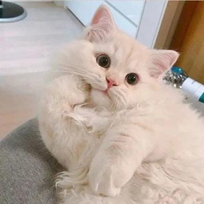 نادیہ سلیم avatar