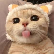 علی شاہ avatar