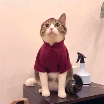 عائشہ خان avatar